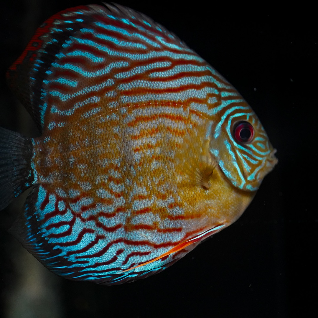 Semi Royal Inanú  1