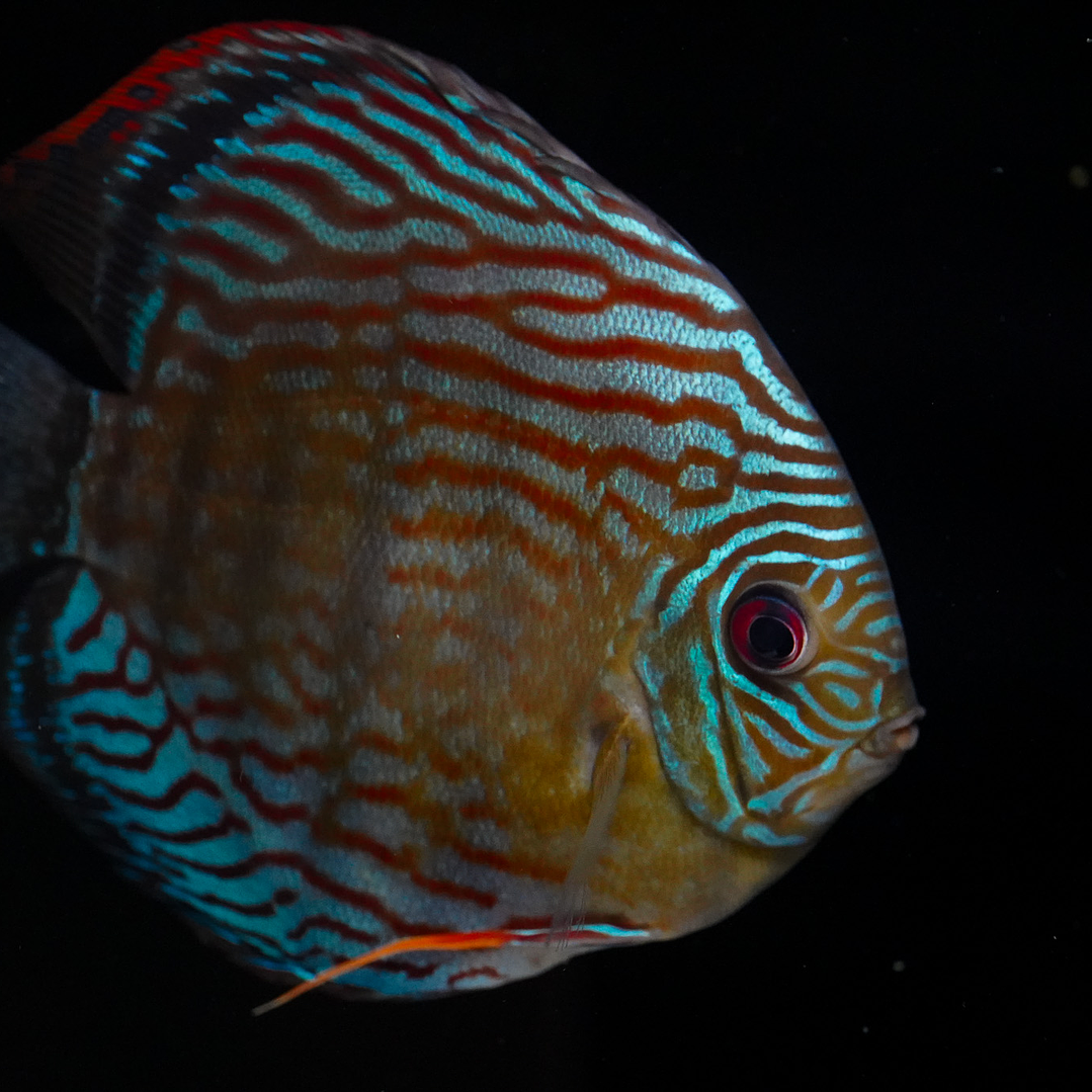 Semi Royal Inanú  7