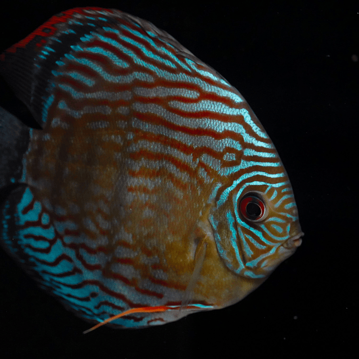 Semi Royal Inanú  7