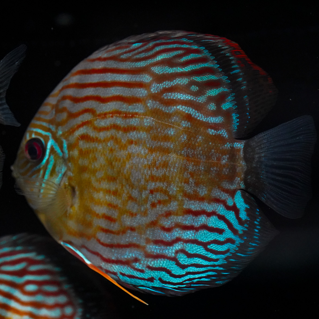 Semi Royal Inanú  2