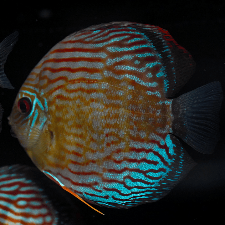 Semi Royal Inanú  2