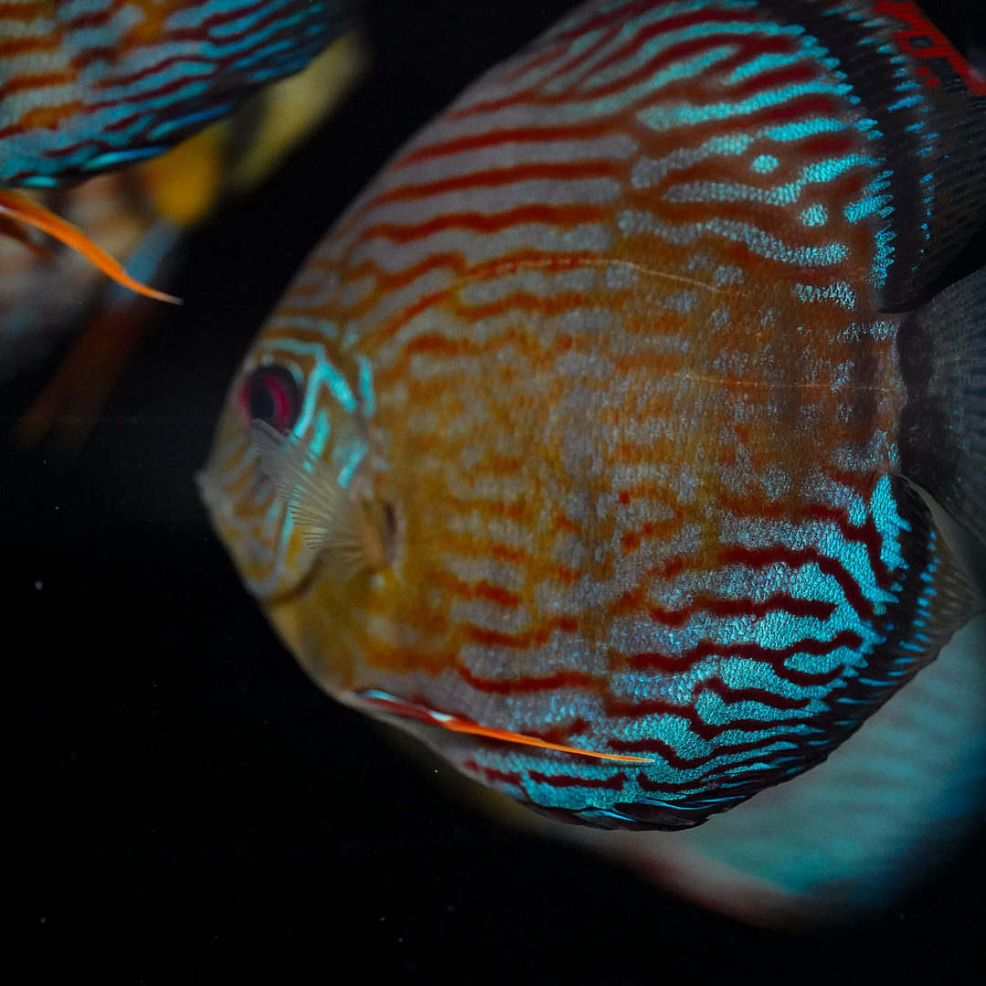 Semi Royal Inanú  9