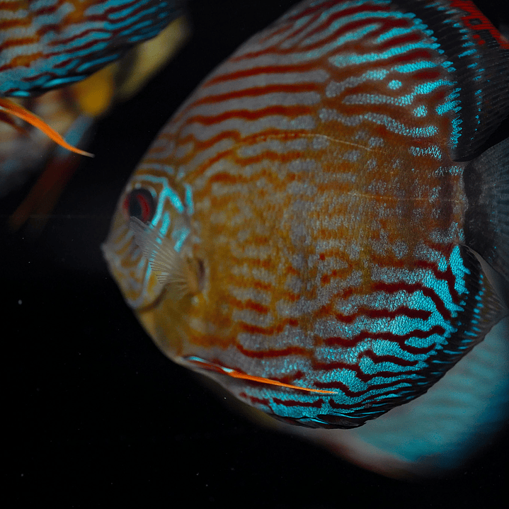 Semi Royal Inanú  9