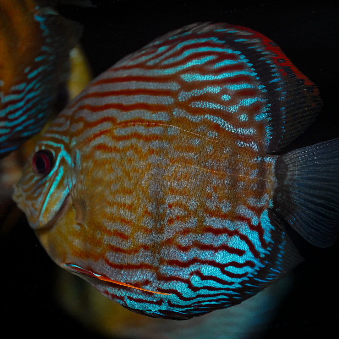 Semi Royal Inanú  4