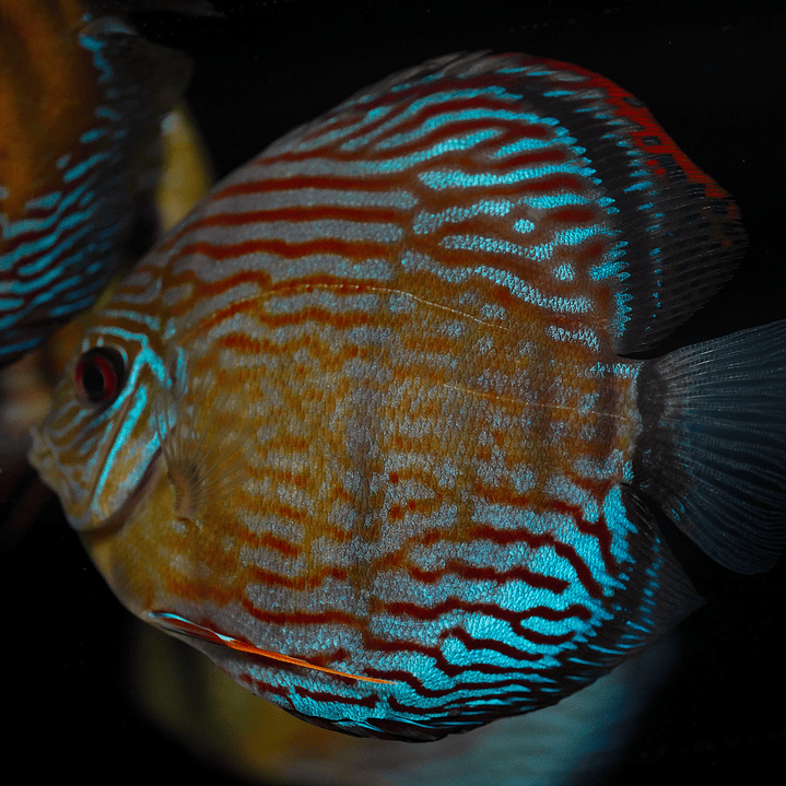 Semi Royal Inanú  4