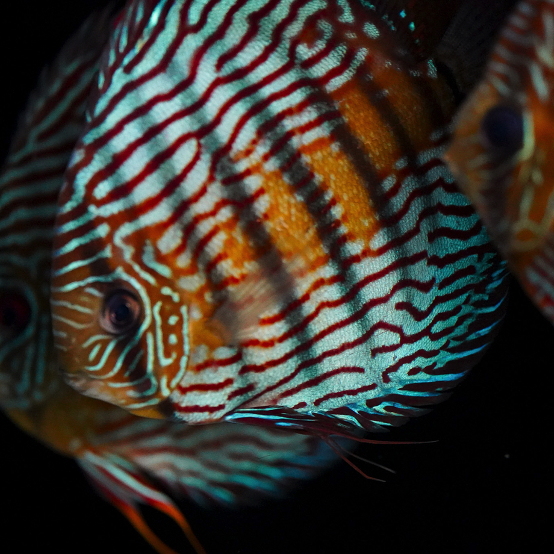 Semi Royal Iripixi 4