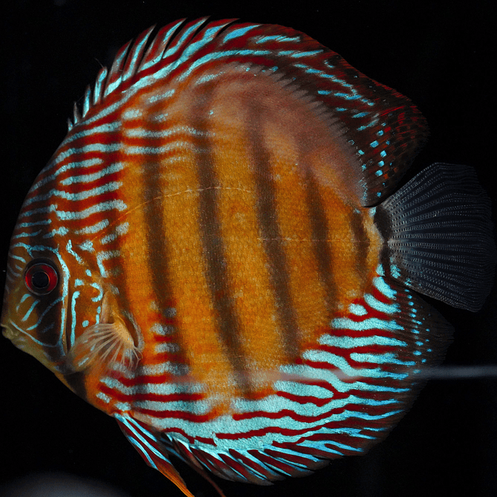 Golden Semi Royal 11