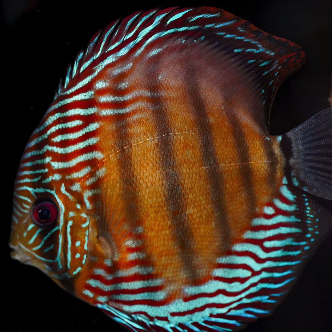 Golden Semi Royal 10