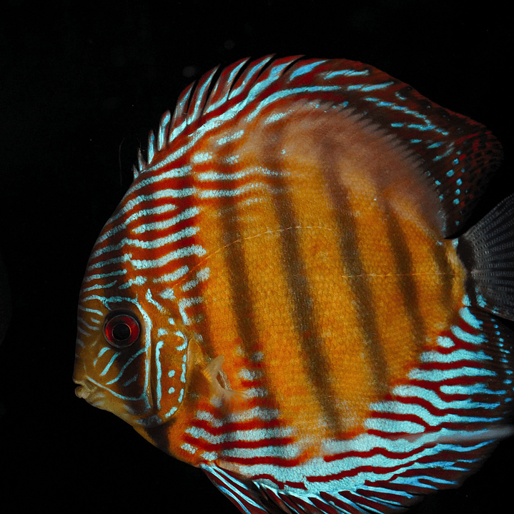 Golden Semi Royal 12