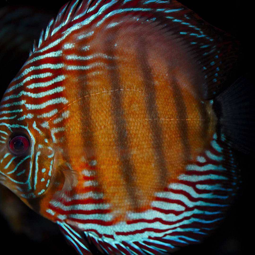 Golden Semi Royal 13