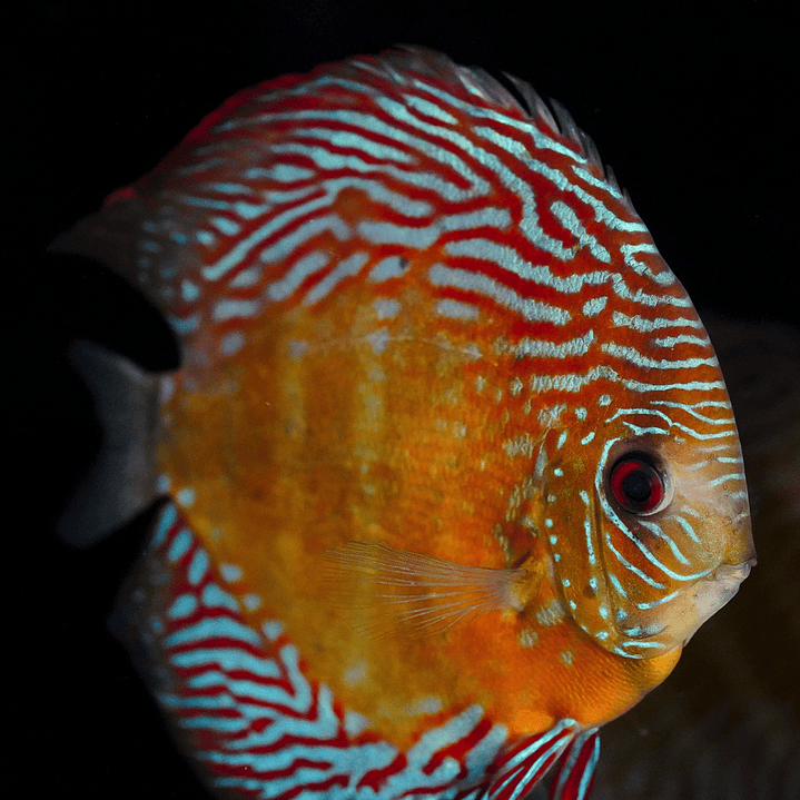 Iripixi Semi Royal 4