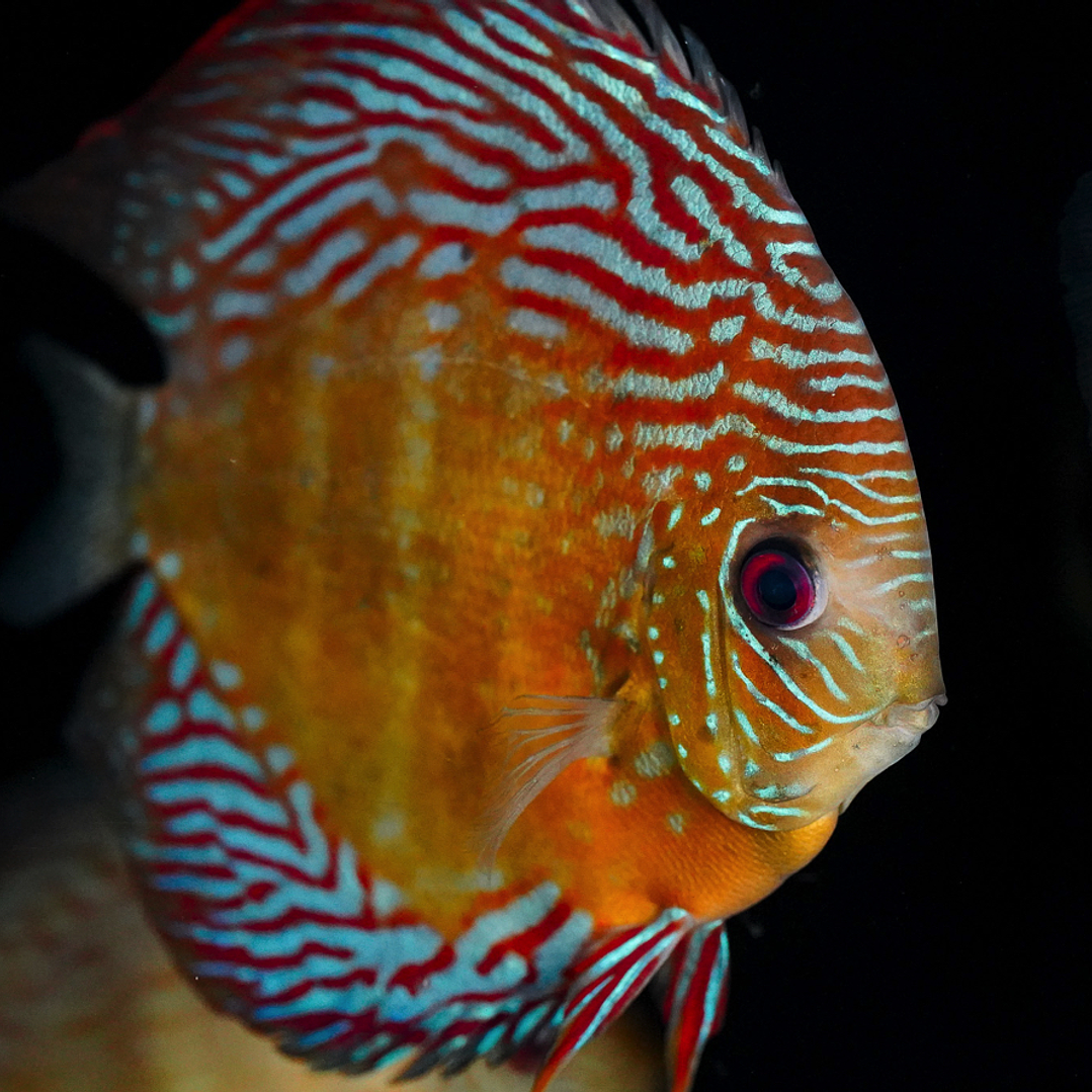 Iripixi Semi Royal 6