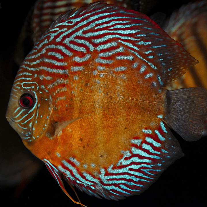 Iripixi Semi Royal 1