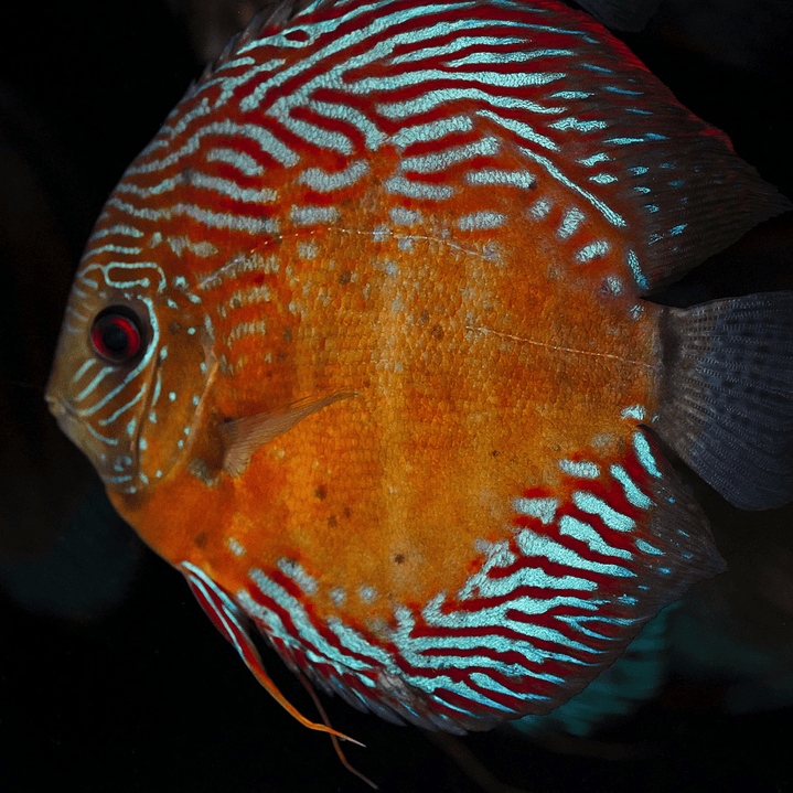 Iripixi Semi Royal 7