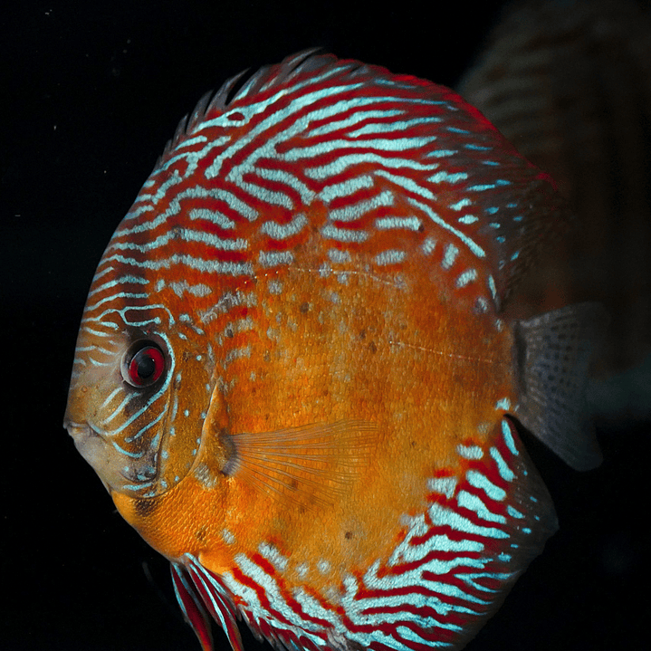 Iripixi Semi Royal 3