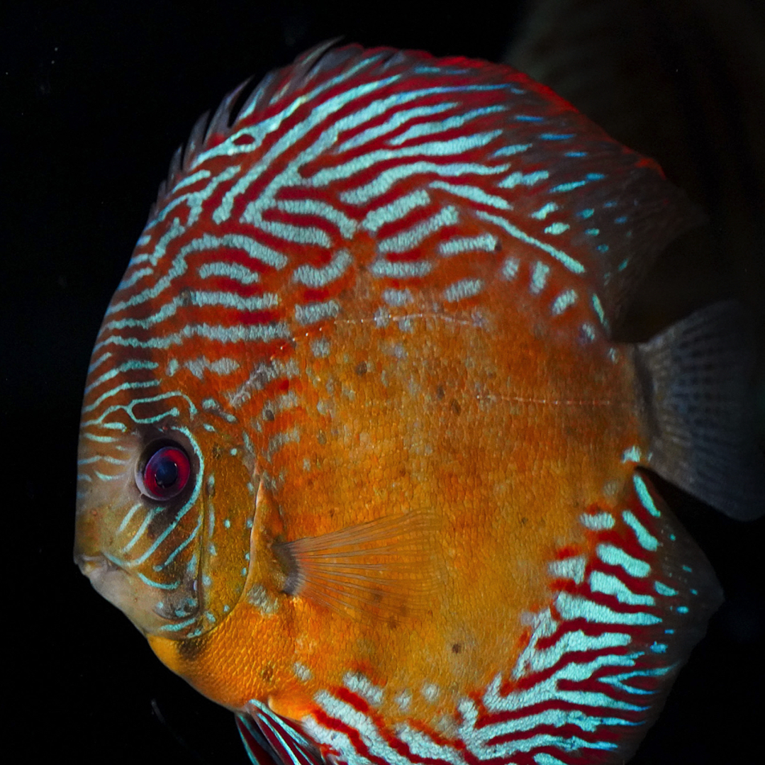 Iripixi Semi Royal 9