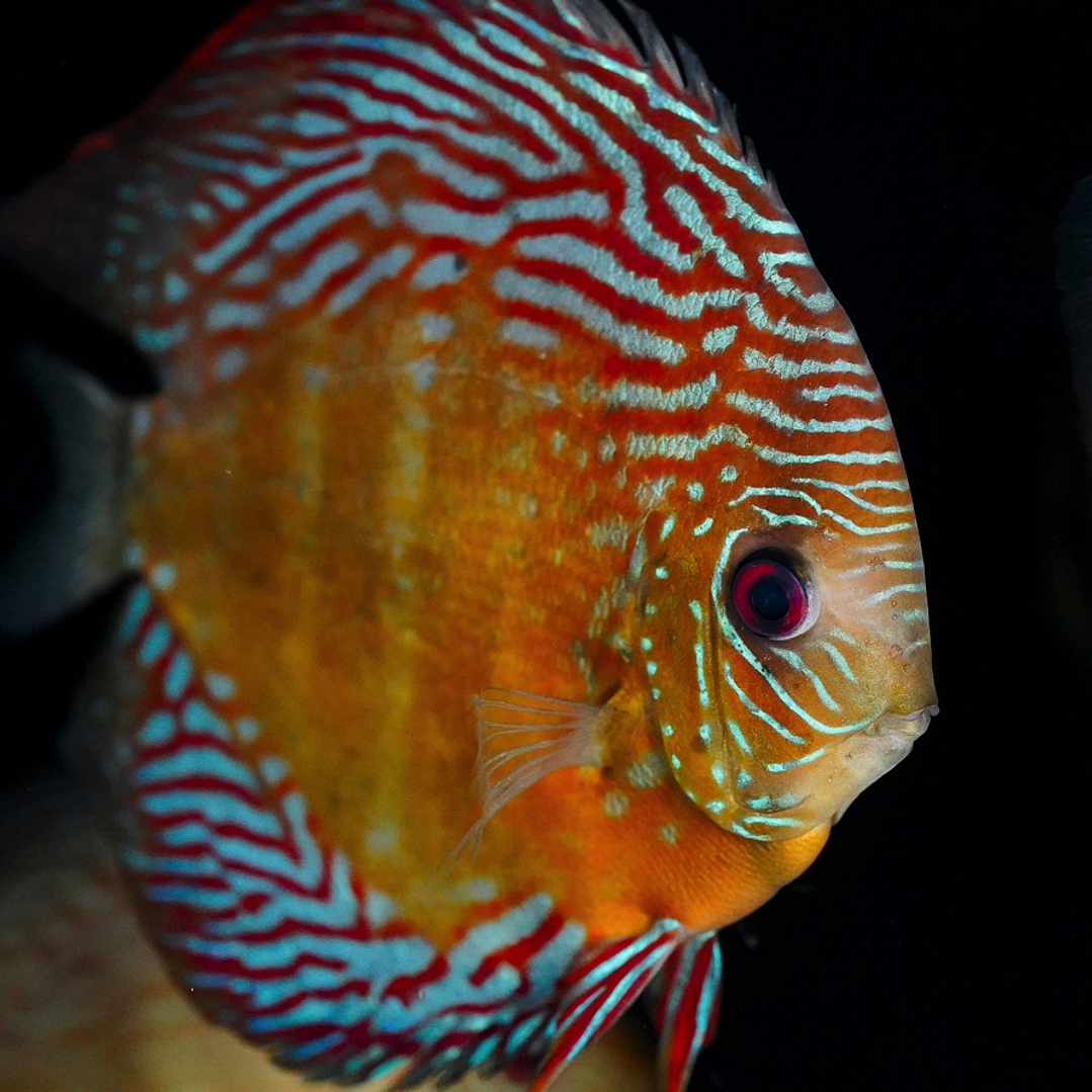 Iripixi Semi Royal 10