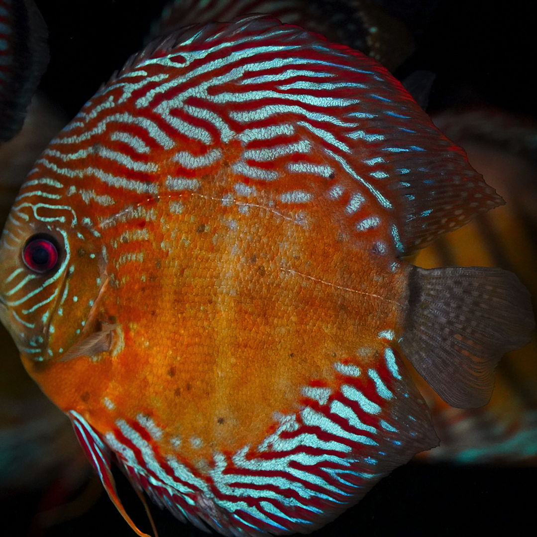 Iripixi Semi Royal 11