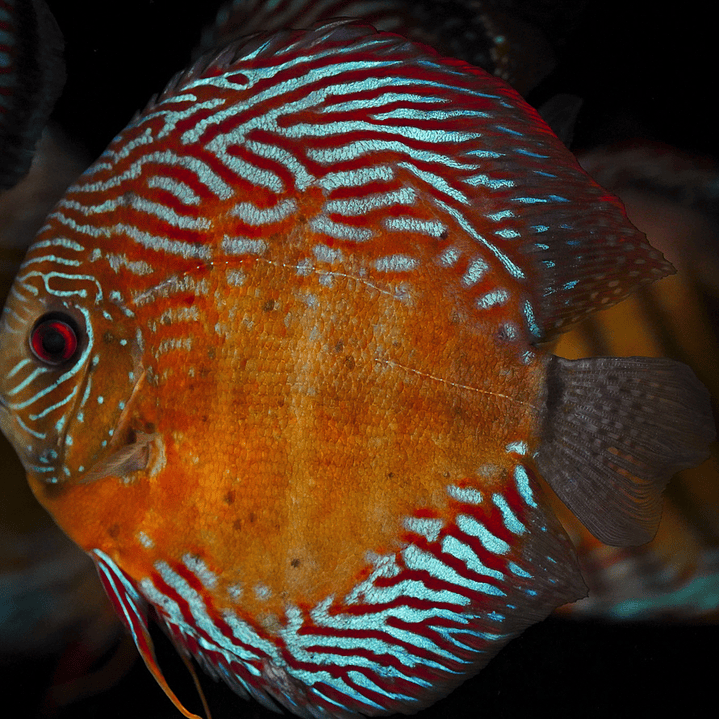 Iripixi Semi Royal 11