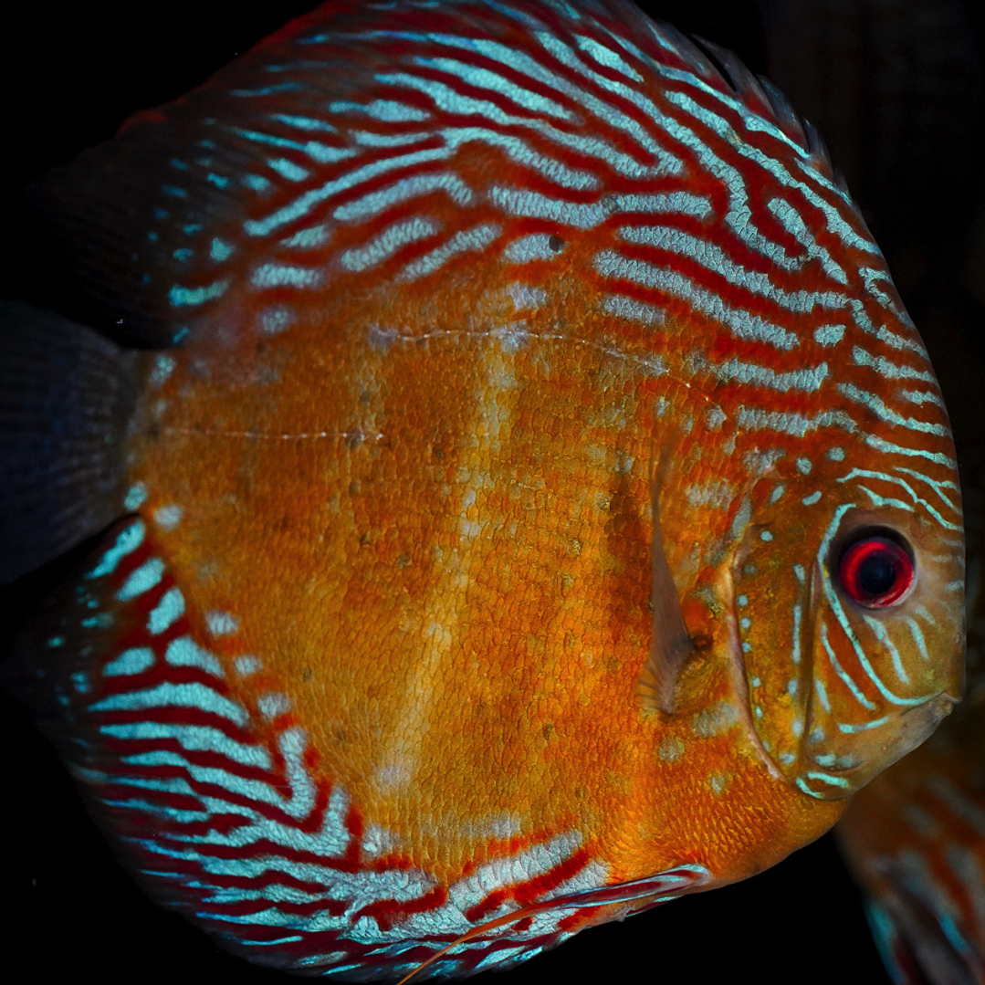 Iripixi Semi Royal 8