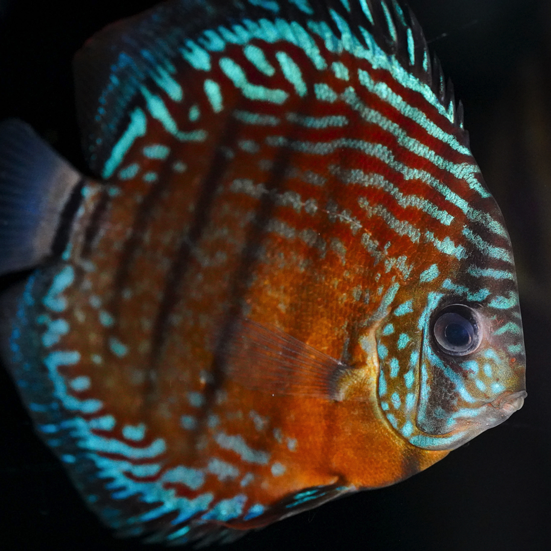 Golden Semi Royal 11