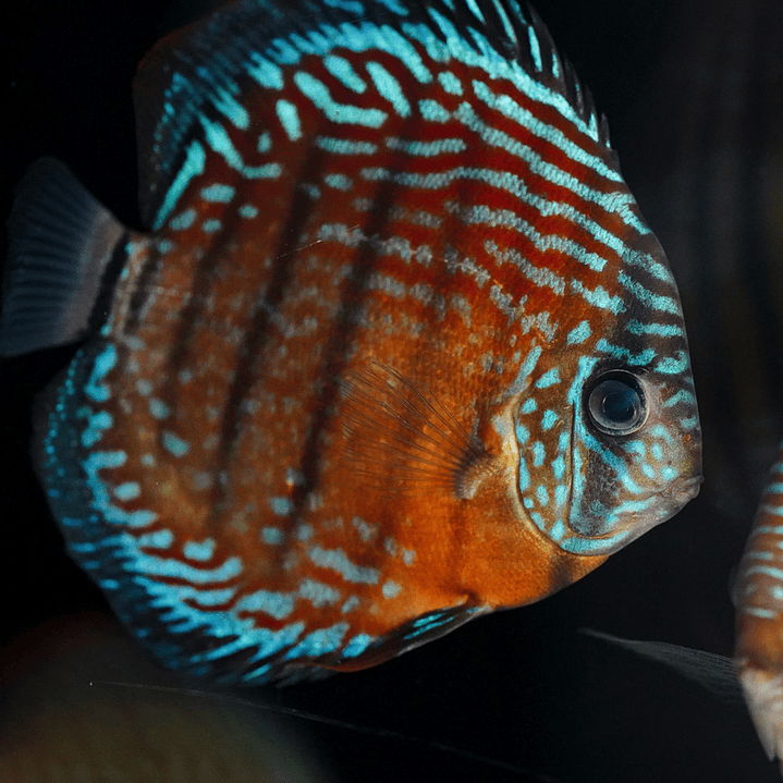 Golden Semi Royal 10