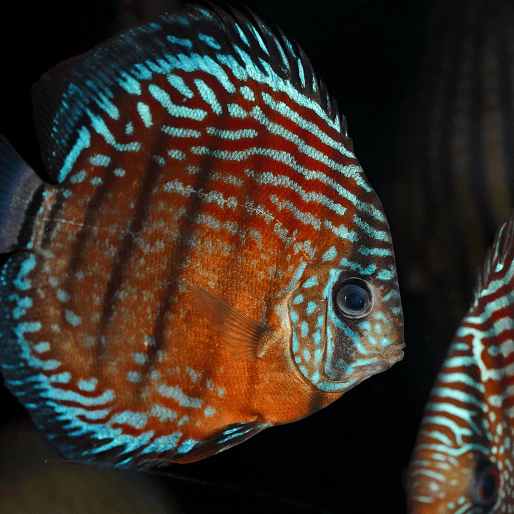 Golden Semi Royal 12