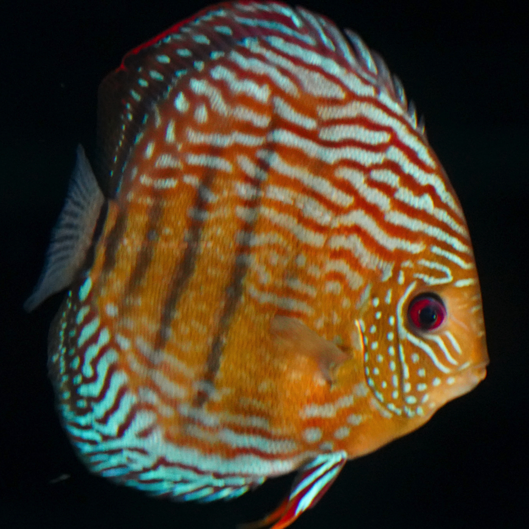 Golden Semi Royal 11