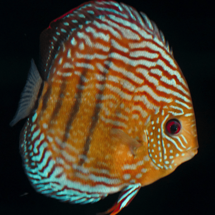 Golden Semi Royal 11