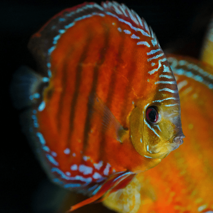 Cuipeua Red Solid 11