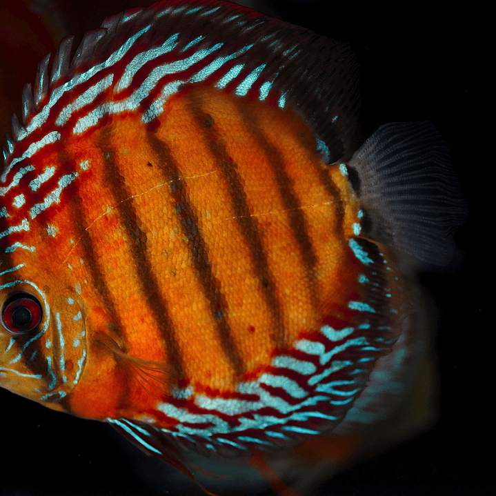 Red Solid Iripixi 11