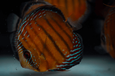 Semi Royal Barra Mansa