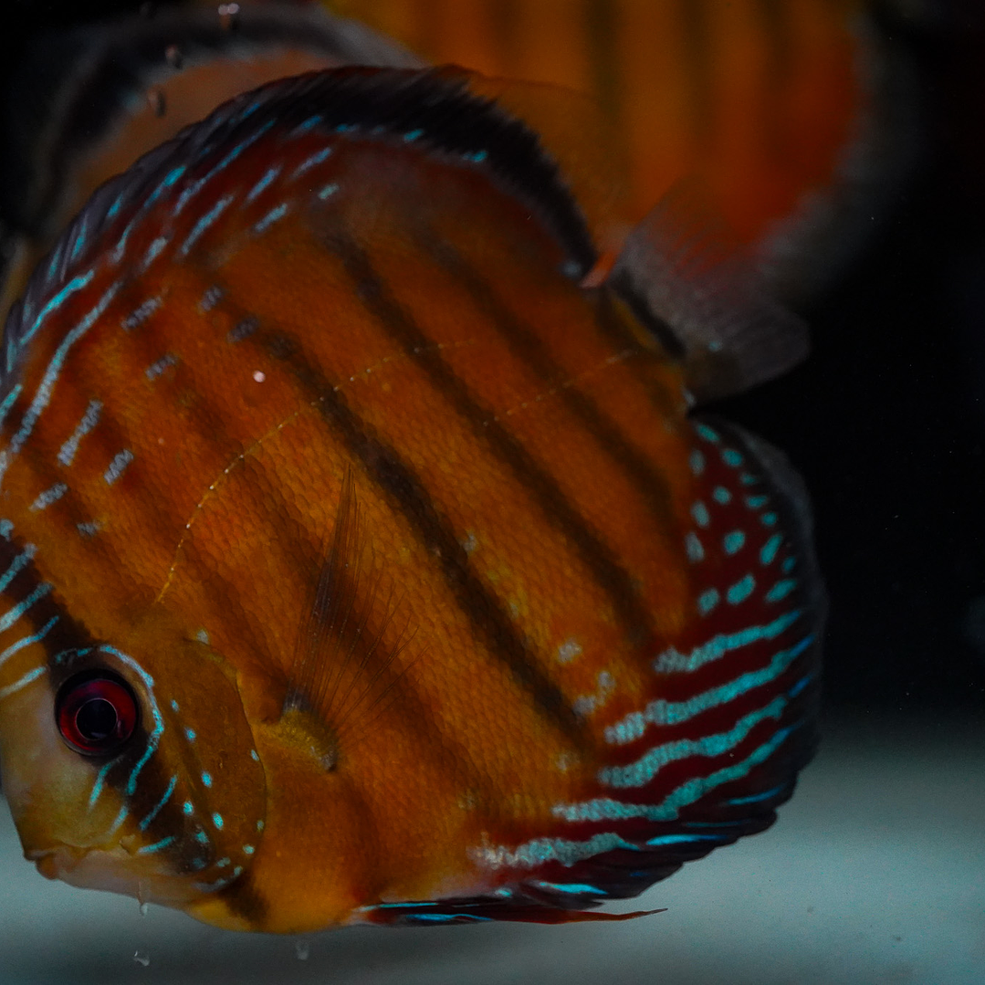 Semi Royal Barra Mansa 2