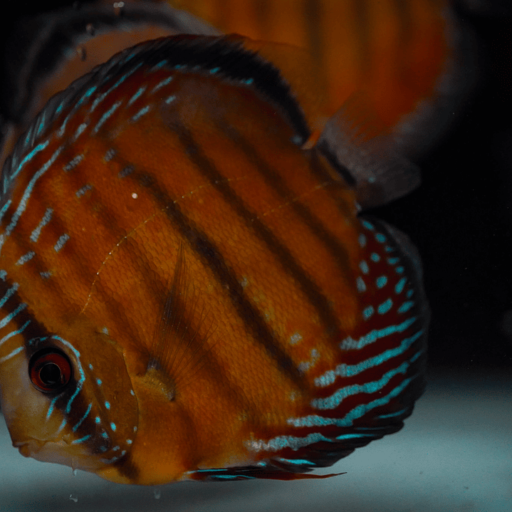 Semi Royal Barra Mansa 2