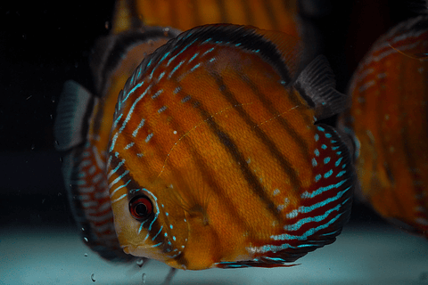 Semi Royal Barra Mansa