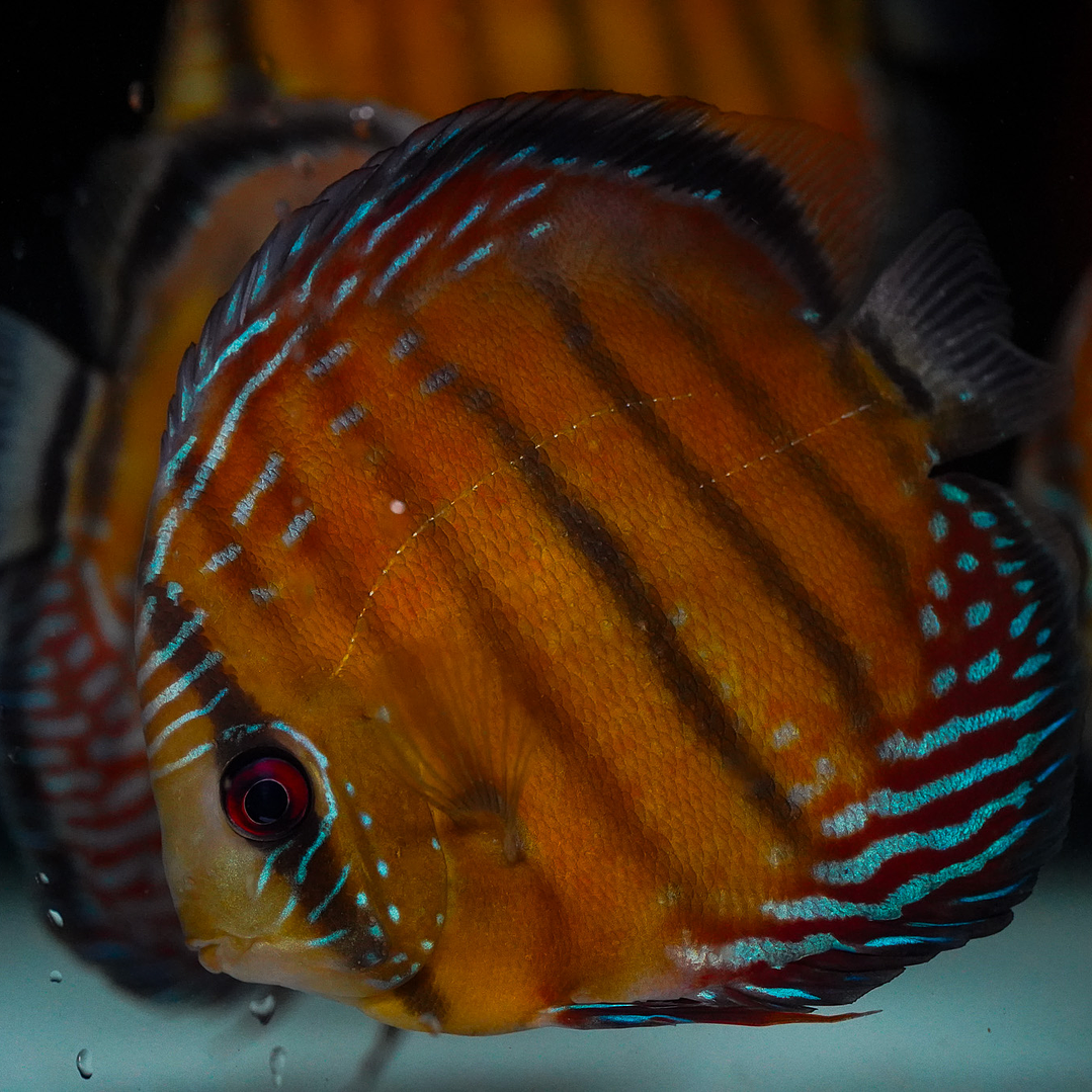 Semi Royal Barra Mansa 1