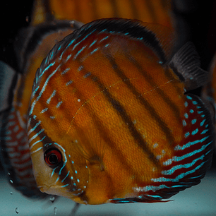 Semi Royal Barra Mansa