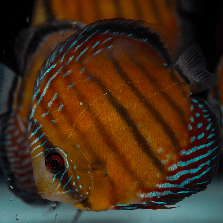 Semi Royal Barra Mansa 1