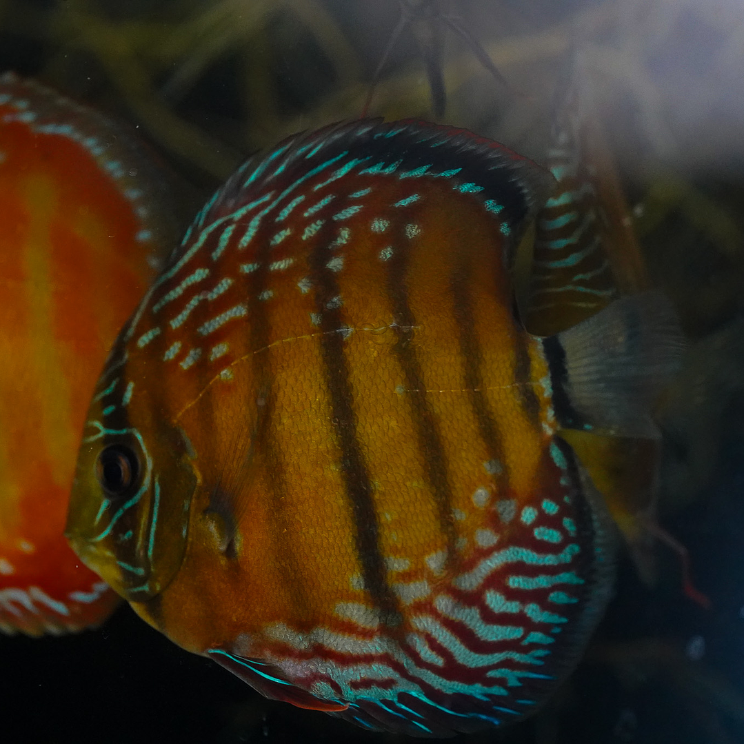 Cuipeua Semi Royal 3