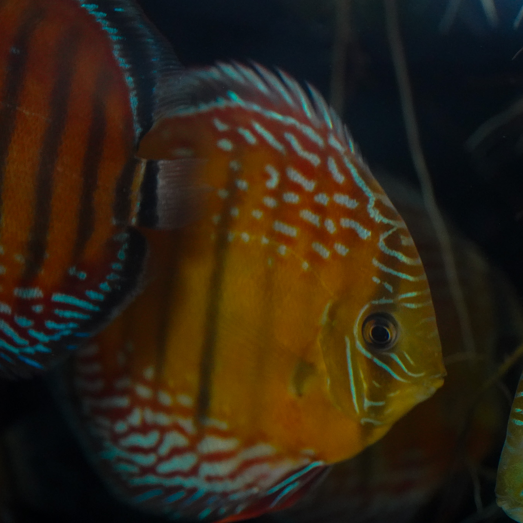 Cuipeua Semi Royal 2