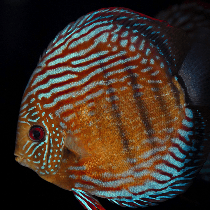 Golden Semi Royal 12