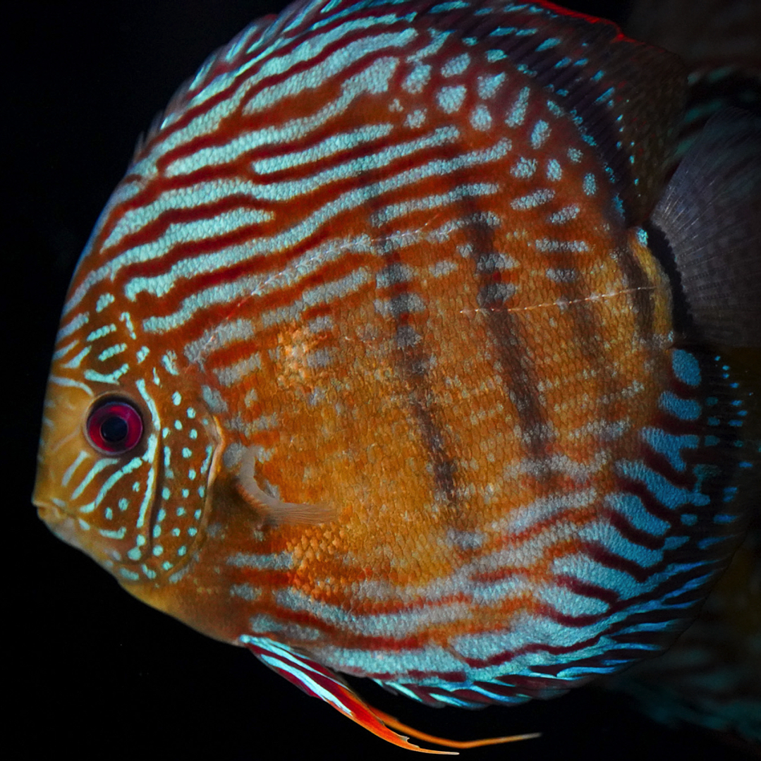 Golden Semi Royal 13