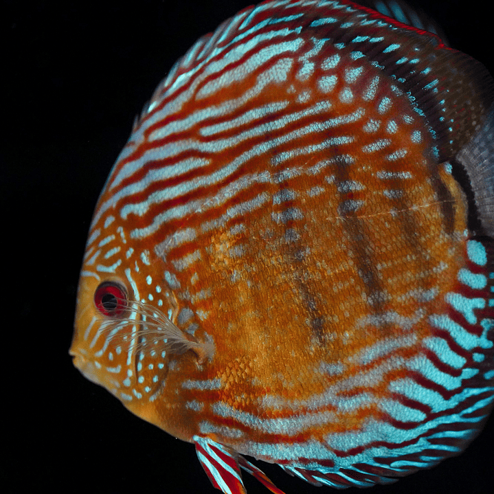 Golden Semi Royal 10