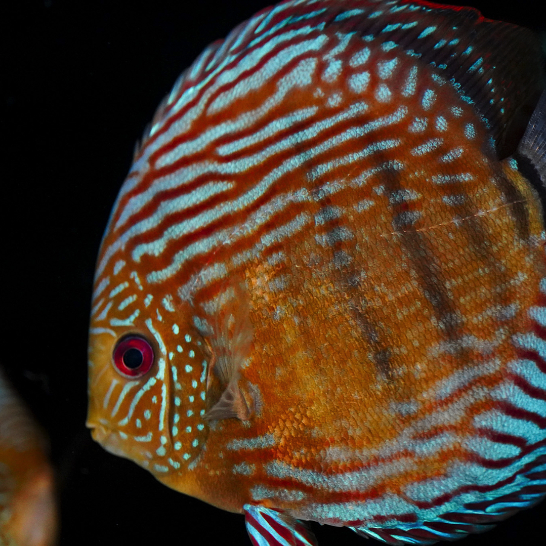 Golden Semi Royal 16