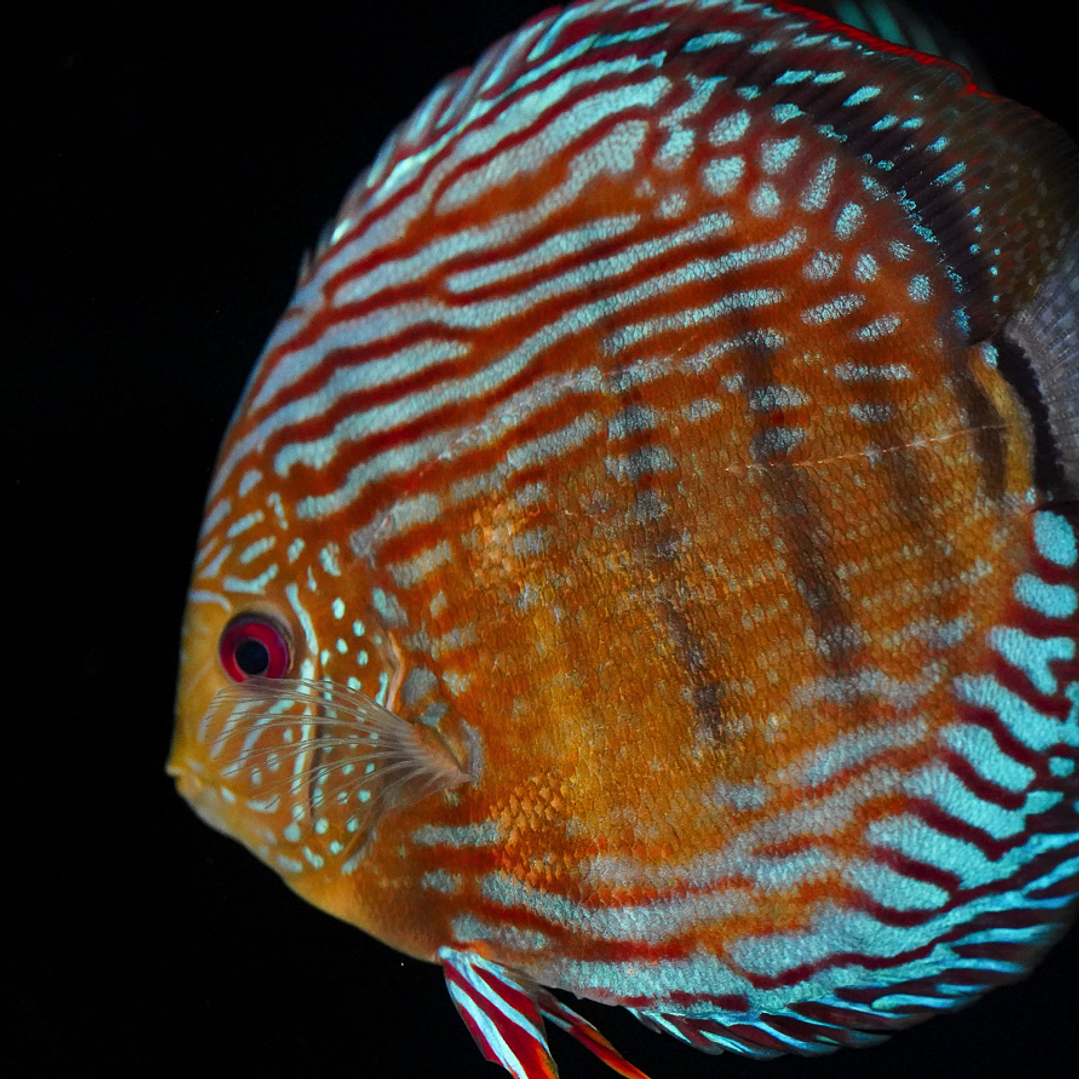 Golden Semi Royal 17