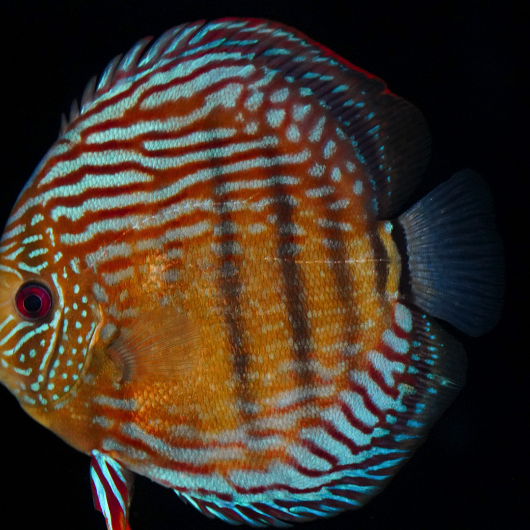 Golden Semi Royal 19