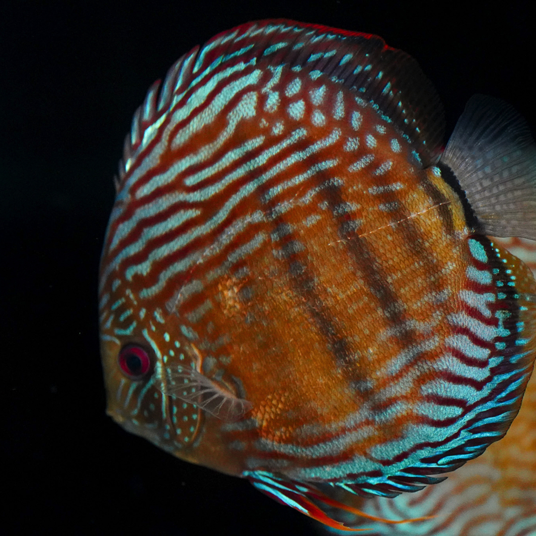 Golden Semi Royal 20