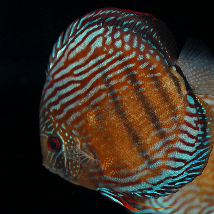 Golden Semi Royal 20