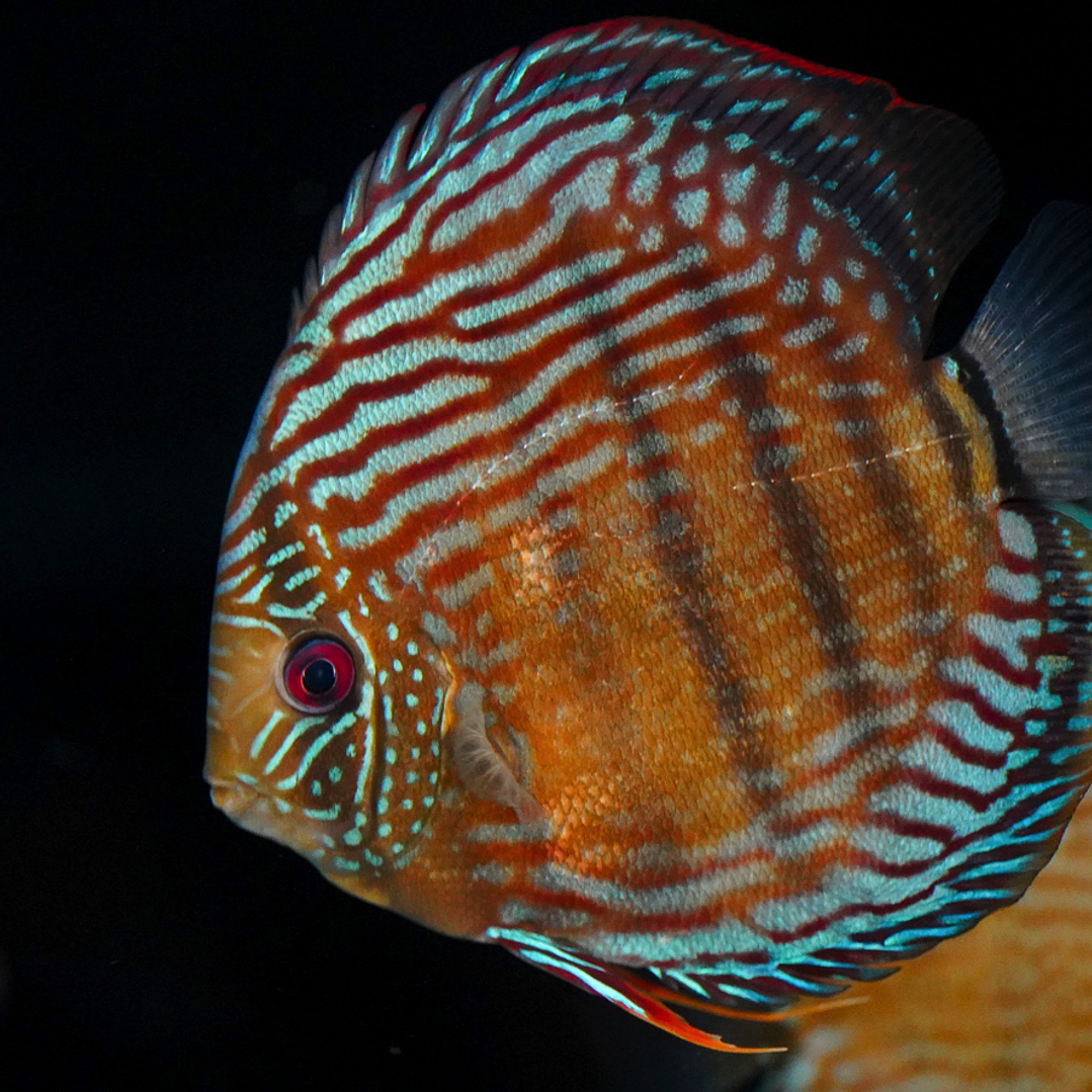 Golden Semi Royal 21