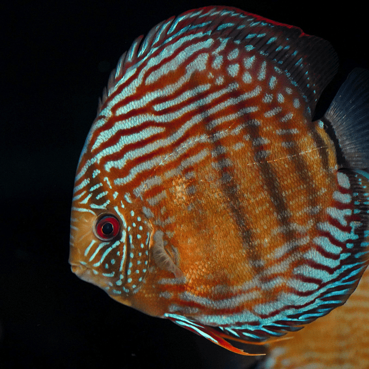 Golden Semi Royal 21